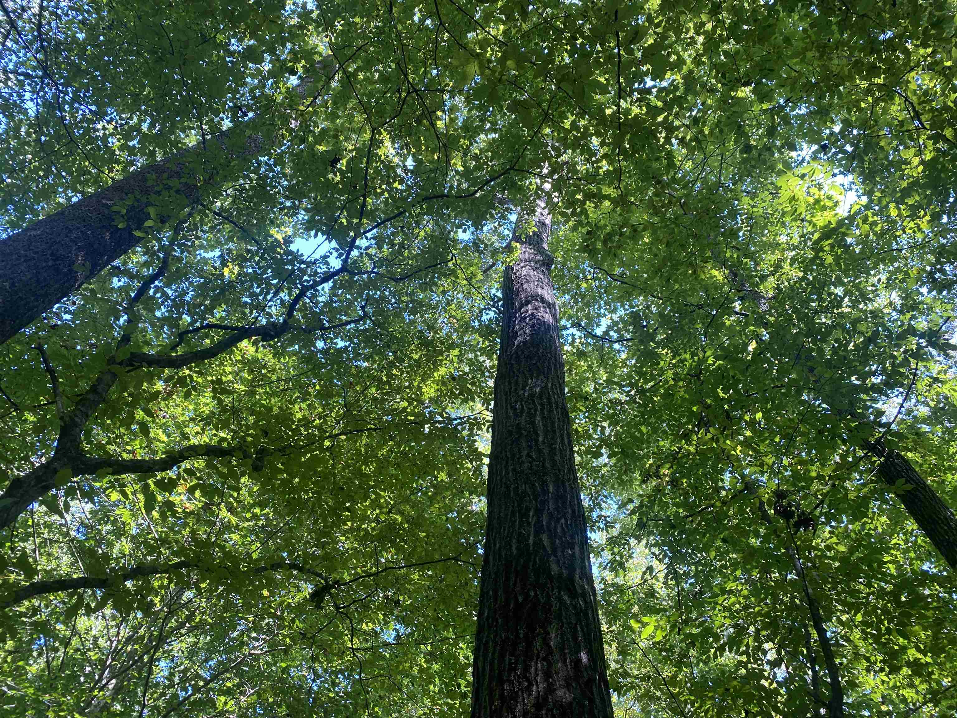 1 Clifton Road Savannah, TN 38372 - Photo 5 of 38 a view of electric trees