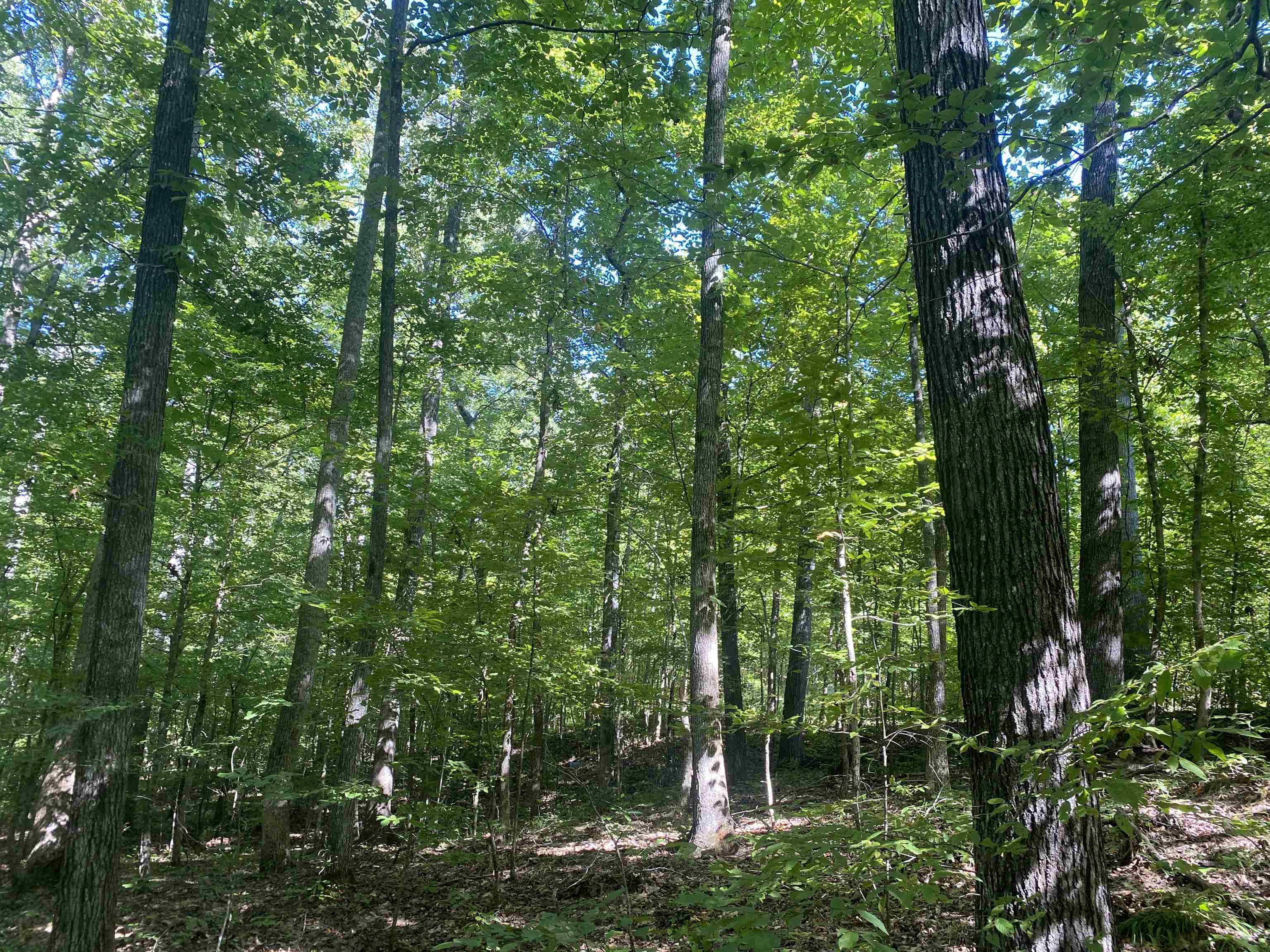 1 Clifton Road Savannah, TN 38372 - Photo 6 of 38 a view of outdoor space and green space