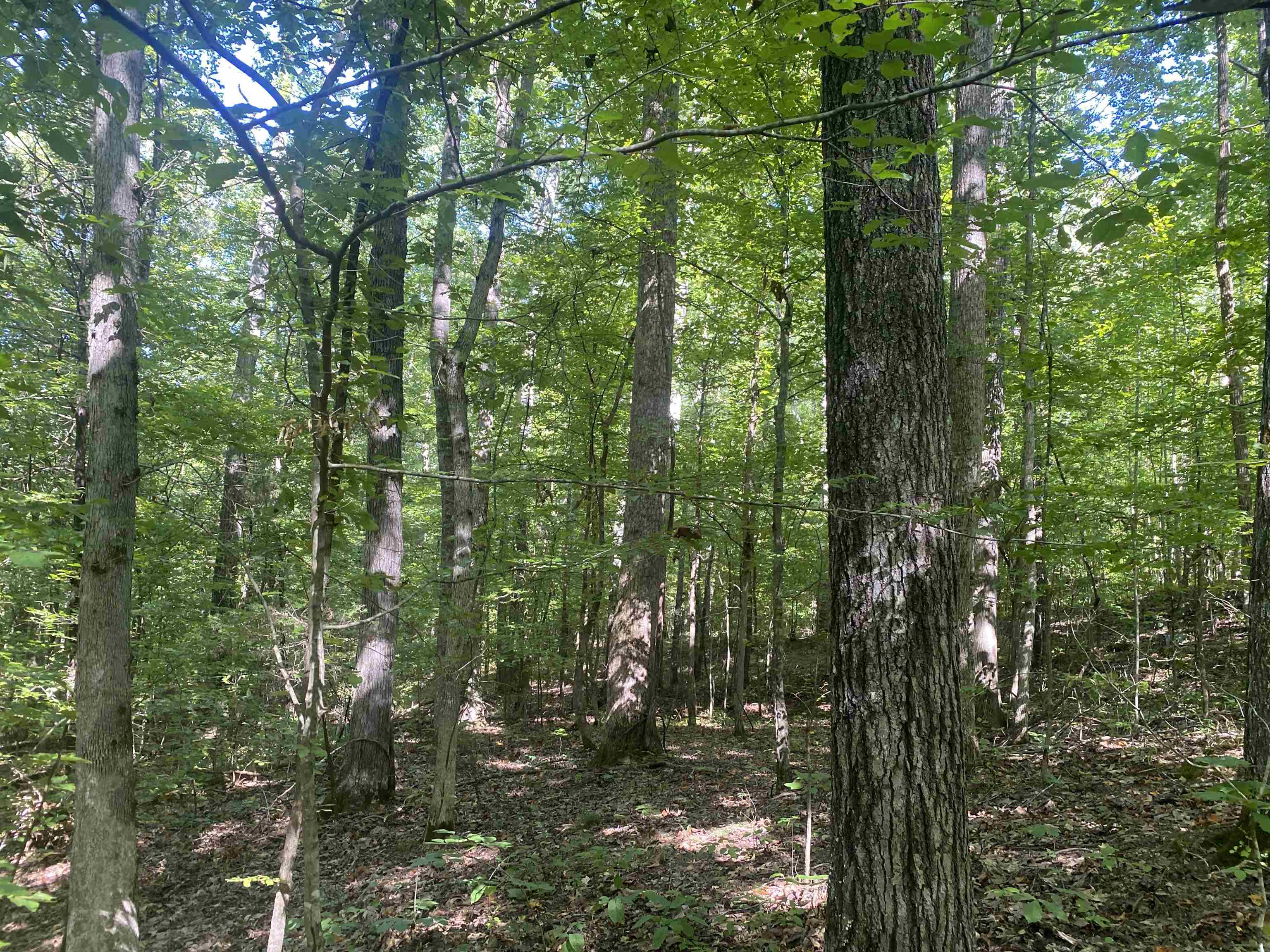 1 Clifton Road Savannah, TN 38372 - Photo 7 of 38 a view of forest