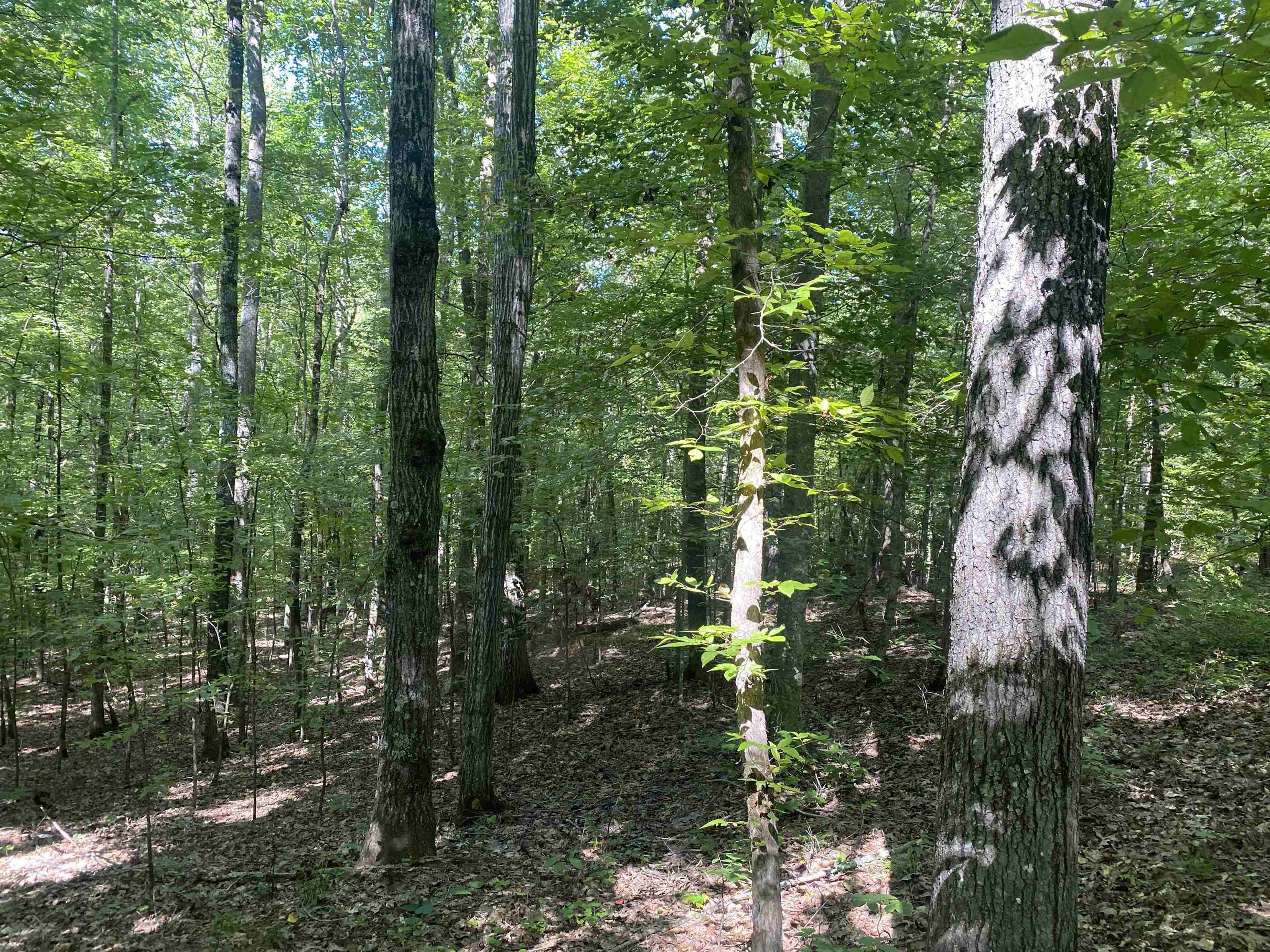 1 Clifton Road Savannah, TN 38372 - Photo 8 of 38 a view of a forest