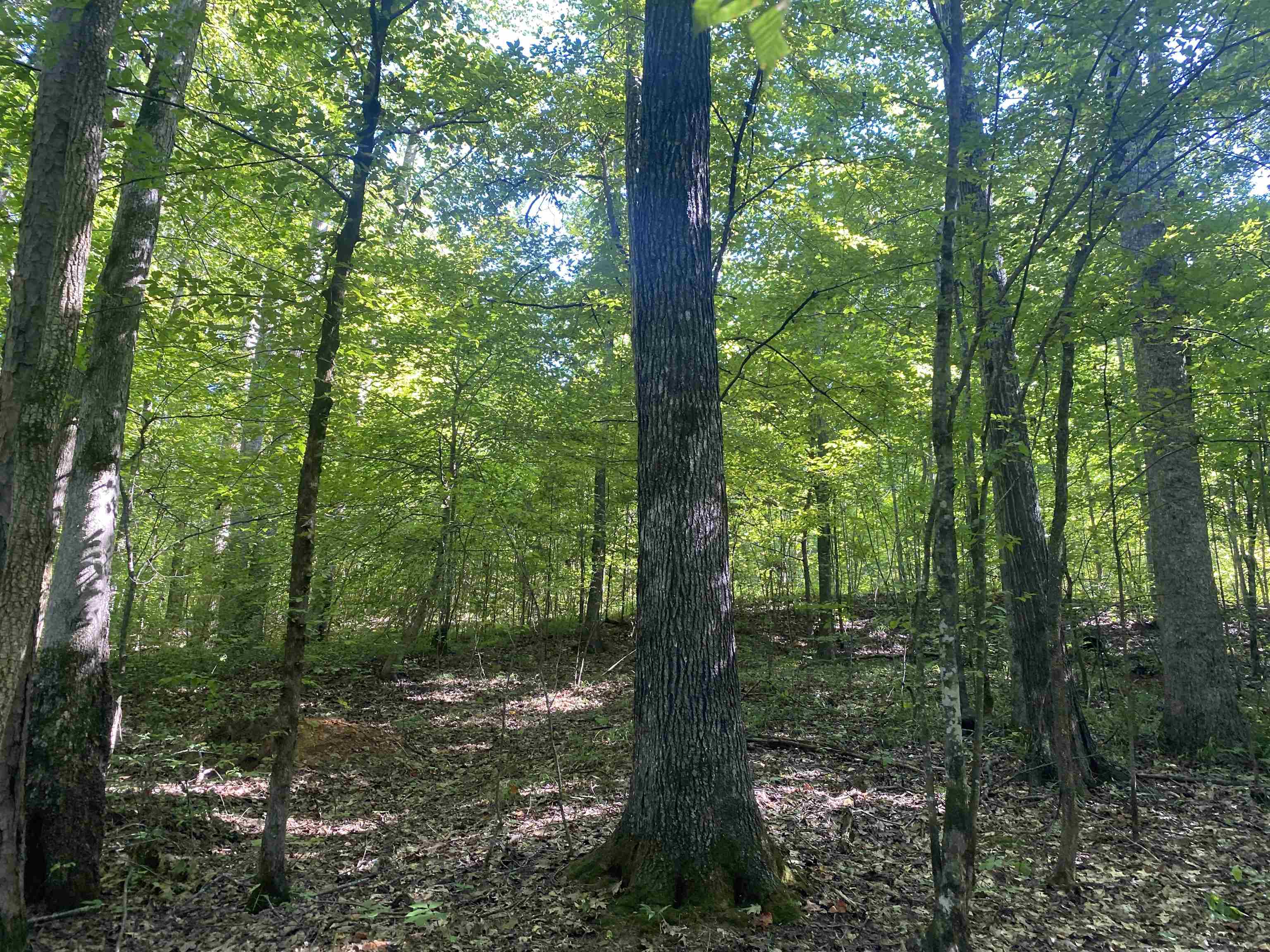1 Clifton Road Savannah, TN 38372 - Photo 9 of 38 a view of a forest with trees