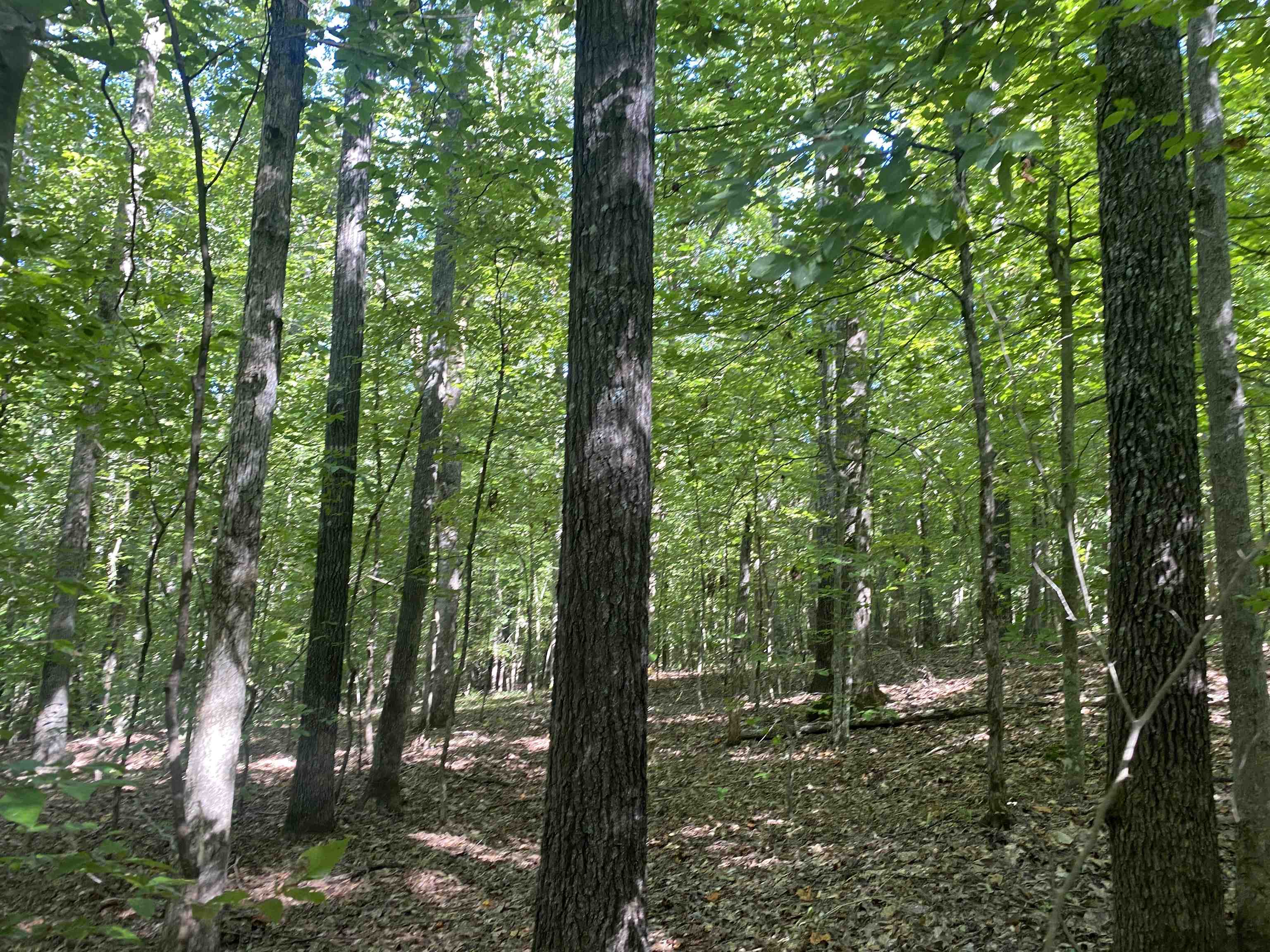 1 Clifton Road Savannah, TN 38372 - Photo 10 of 38 a backyard of a house with lots of trees