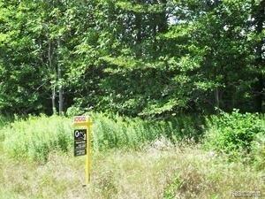 0 Van Dyke Road Port Austin, MI 48467 - Photo 5 of 5 Another view of woods.jpg