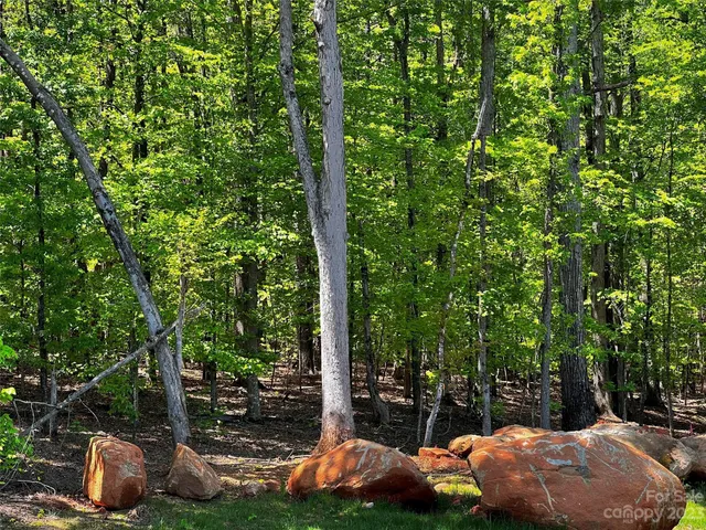 a view of a lush green forest