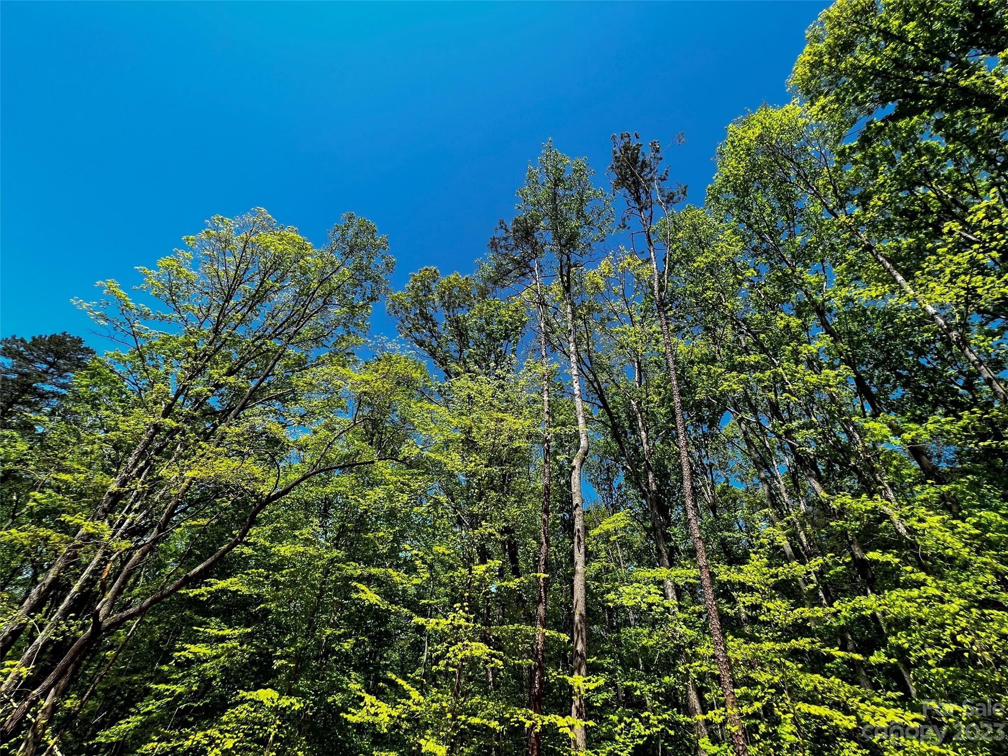123 Hunt Cp Trail, Unit 17 Davidson, NC 28036 - Photo 14 of 19 a view of a plant in a garden
