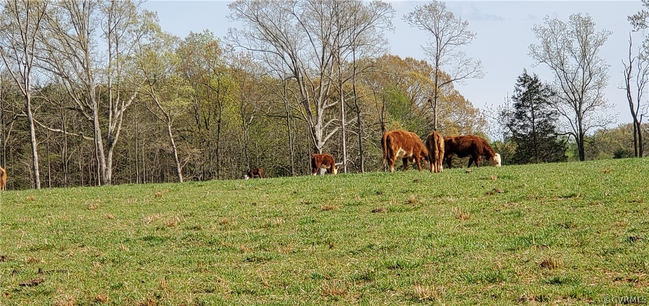 2561 Sandy Hook Road Goochland, VA 23063 - Photo 10 of 21 Mostly level and gently rolling topography