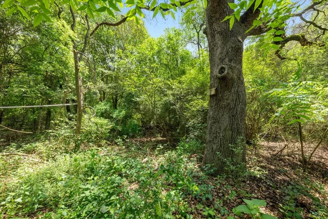 a view of a yard with a tree