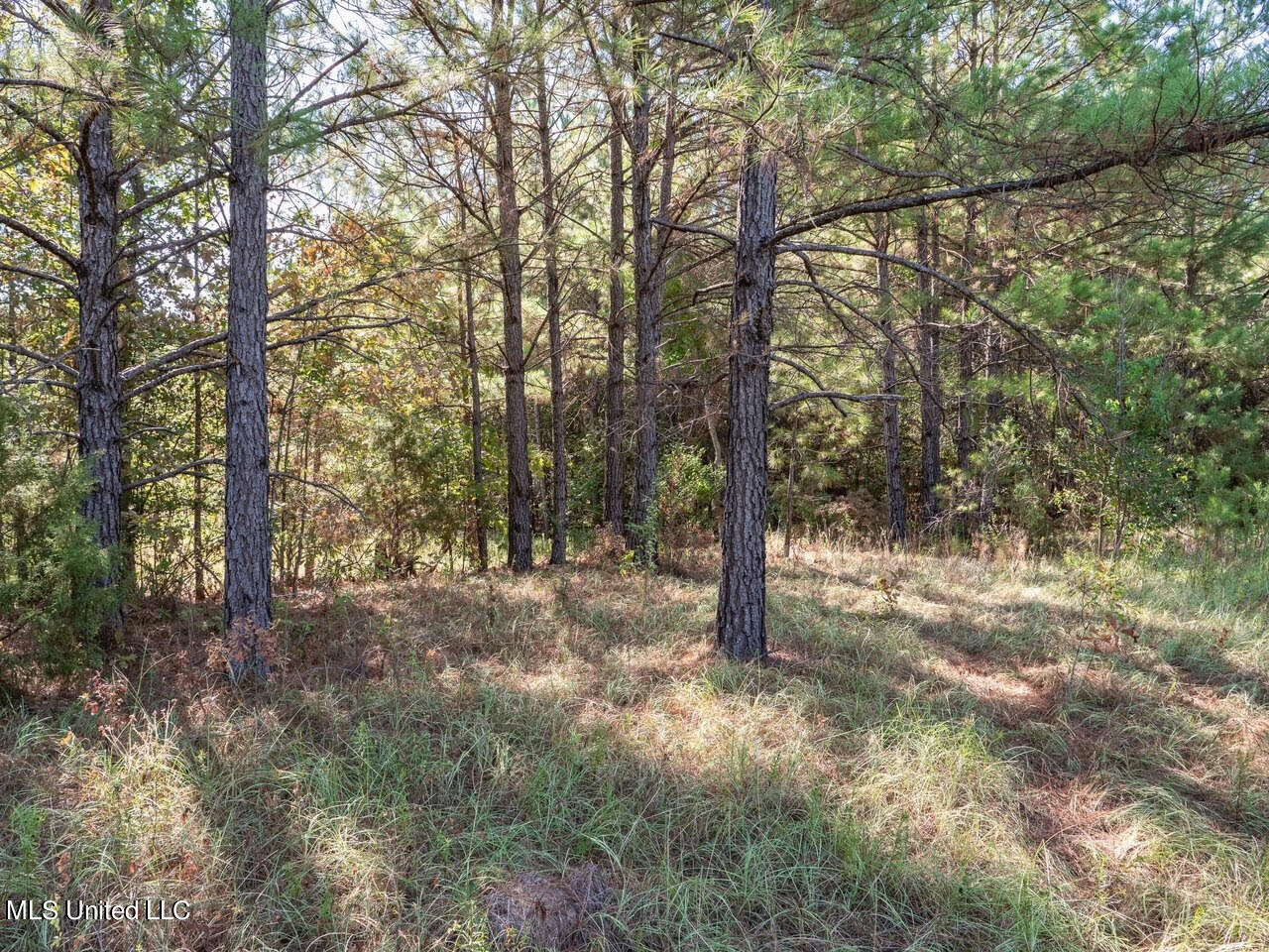 515 Harmony Road Crystal Springs, MS 39059 - Photo 10 of 33 13