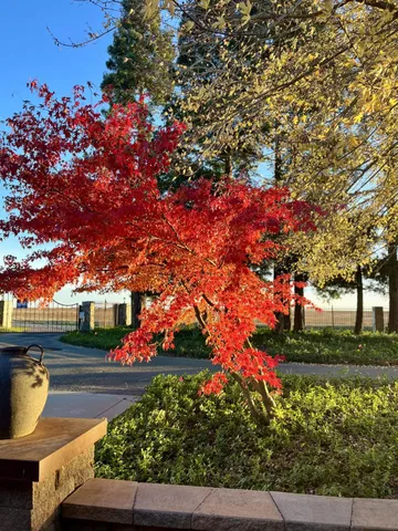 a front view of a house with large trees