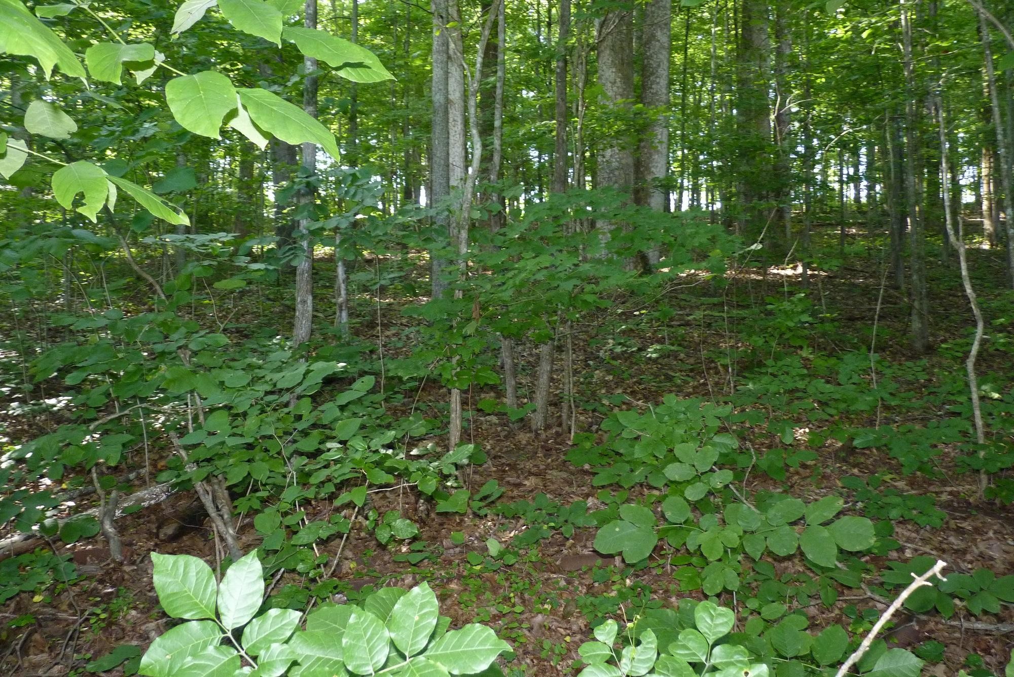 345 Cumberland View Road Clinton, TN 37716 - Photo 20 of 23 a view of a garden