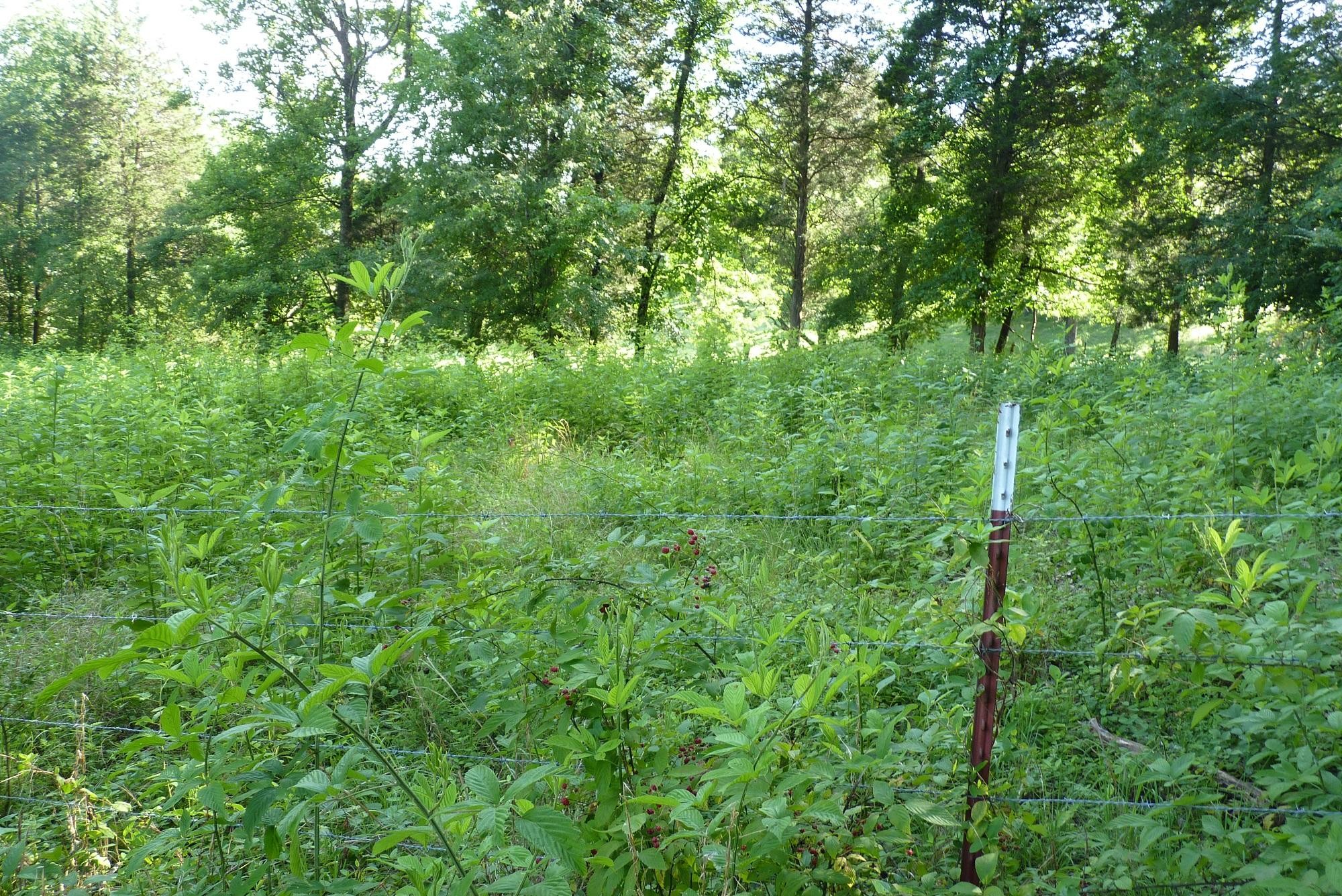 345 Cumberland View Road Clinton, TN 37716 - Photo 22 of 23 a view of a lush green forest