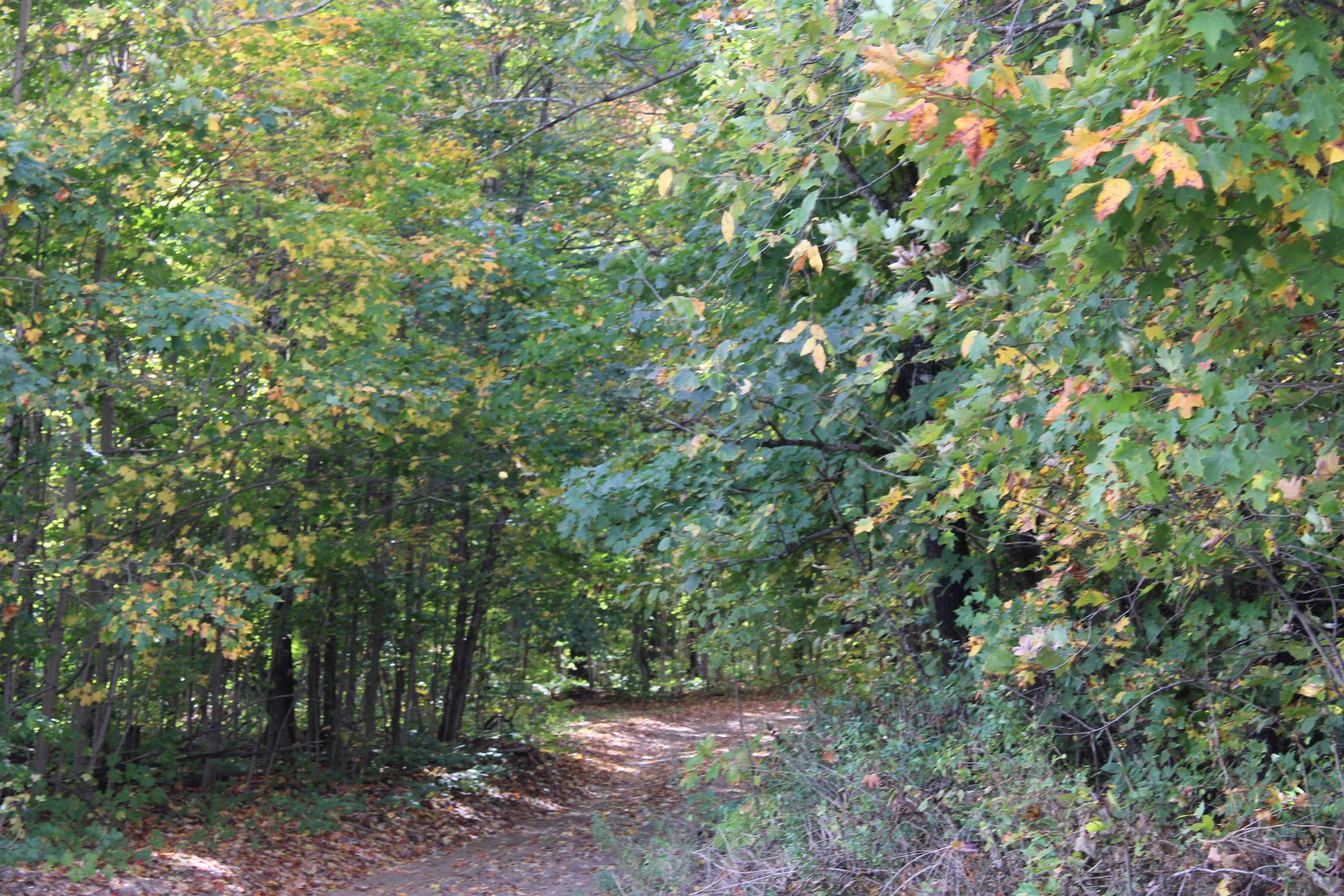 Derry Road Alba, MI 49611 - Photo 16 of 50