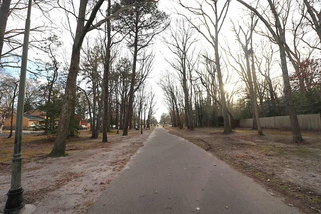 a view of a road with large trees