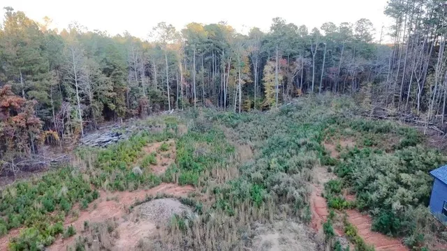 a view of a lush green forest with large trees