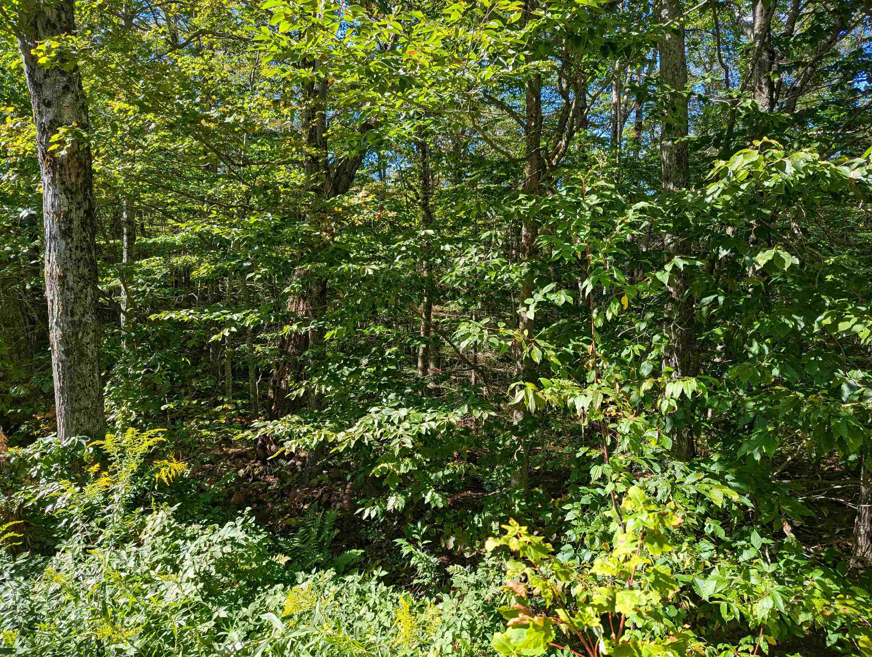 Oberhugel Road Readsboro, VT 05352 - Photo 6 of 10