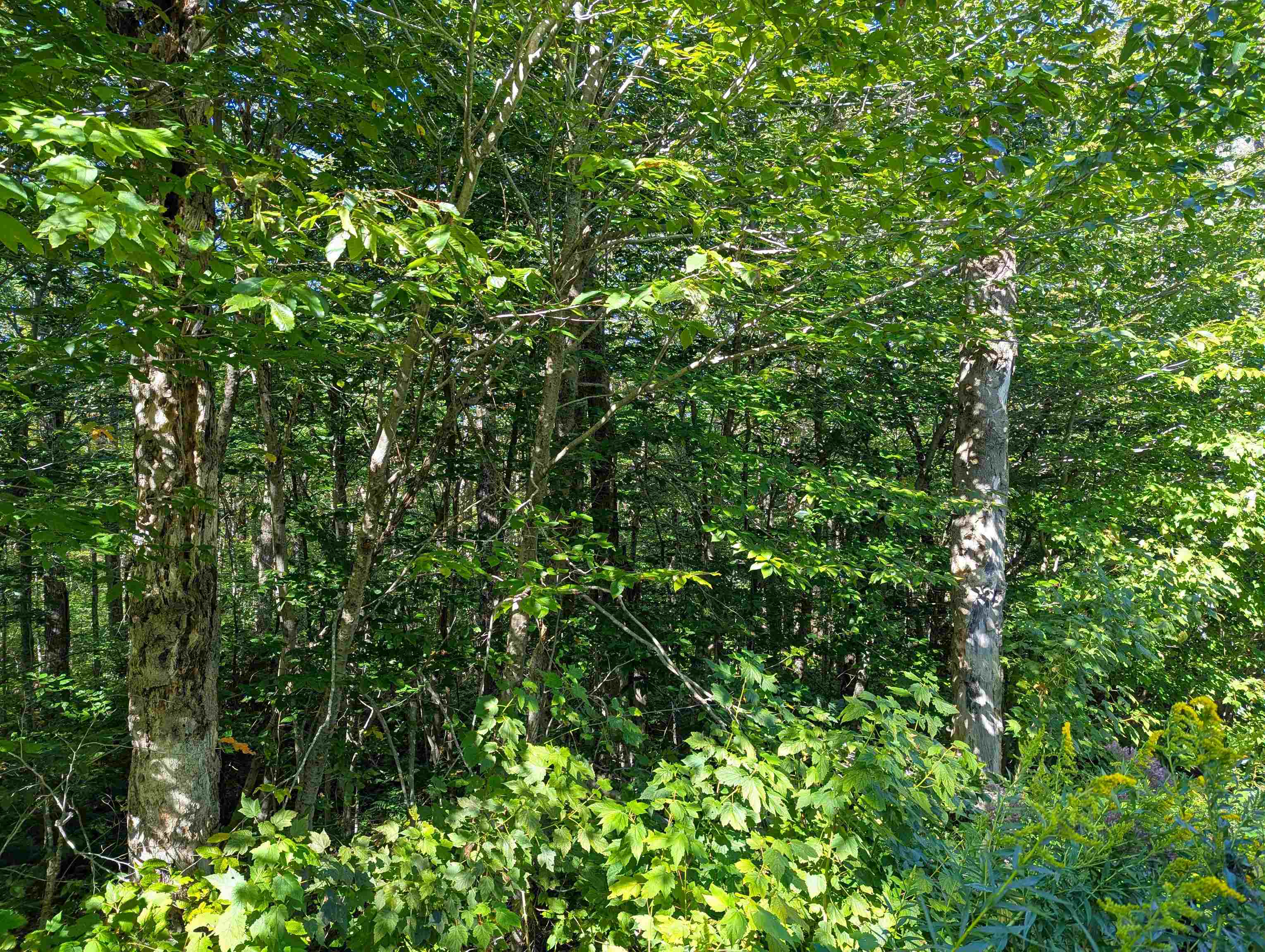 Oberhugel Road Readsboro, VT 05352 - Photo 9 of 10