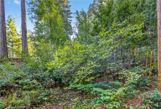 a view of a garden with plants
