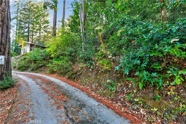 a view of a garden with plants