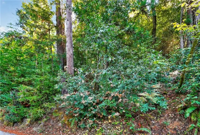 a view of a lush green forest