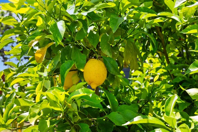 $1,200,000 | 2409 Rio Oso Road, Rio Oso, CA 95674