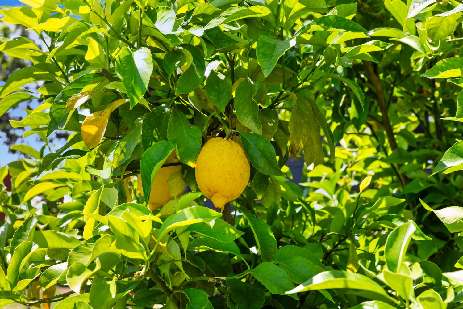 2409 Rio Oso Road Rio Oso, CA 95674 - Photo 61 of 67 a view of a tree in a garden
