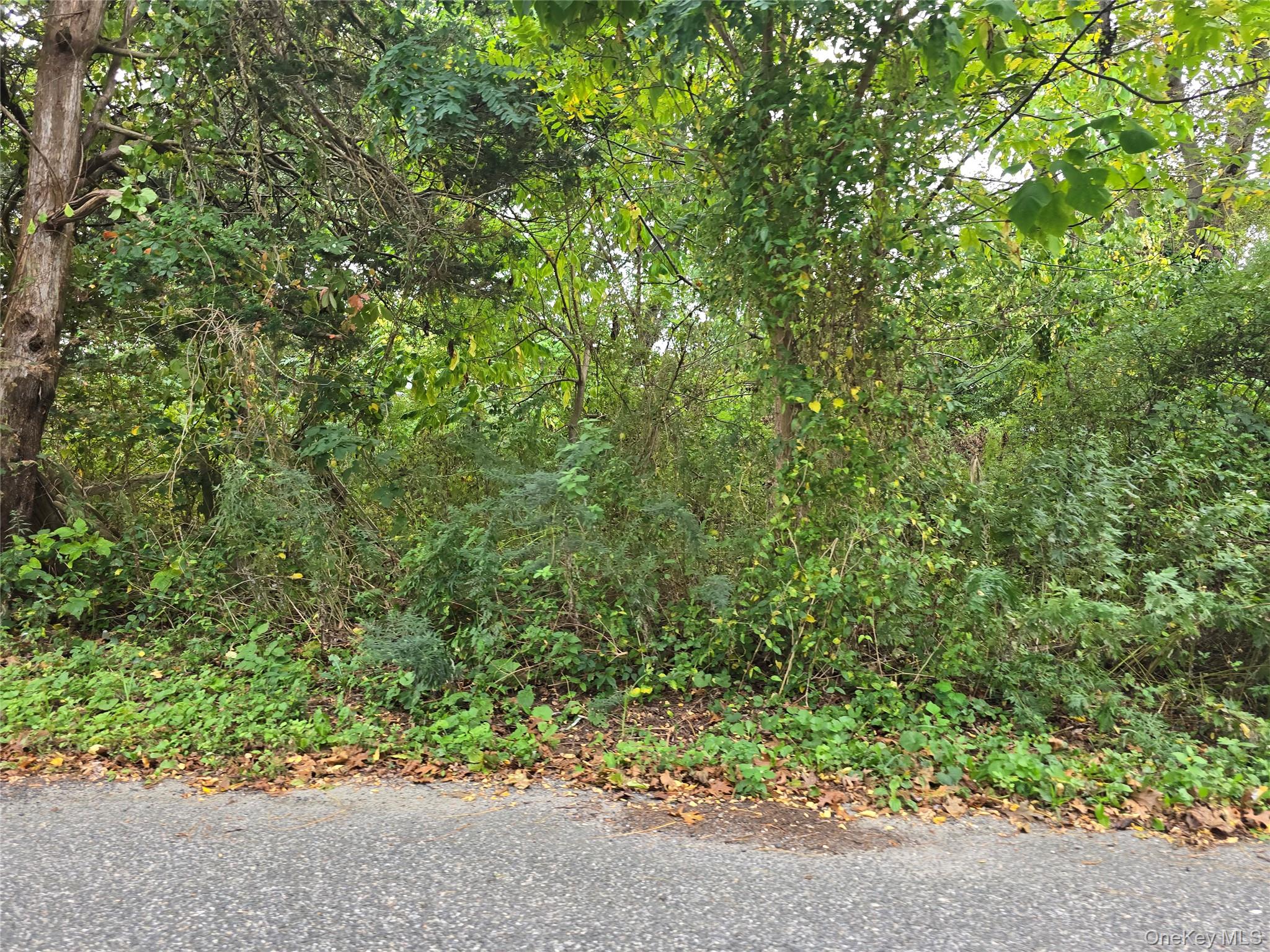 78 Lakeview Drive Mastic Beach, NY 11951 - Photo 1 of 2 a view of a garden with plants