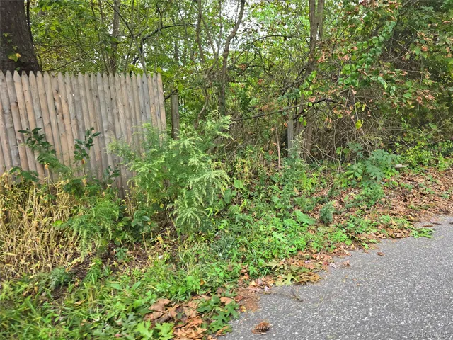 a close up of a plant in a garden