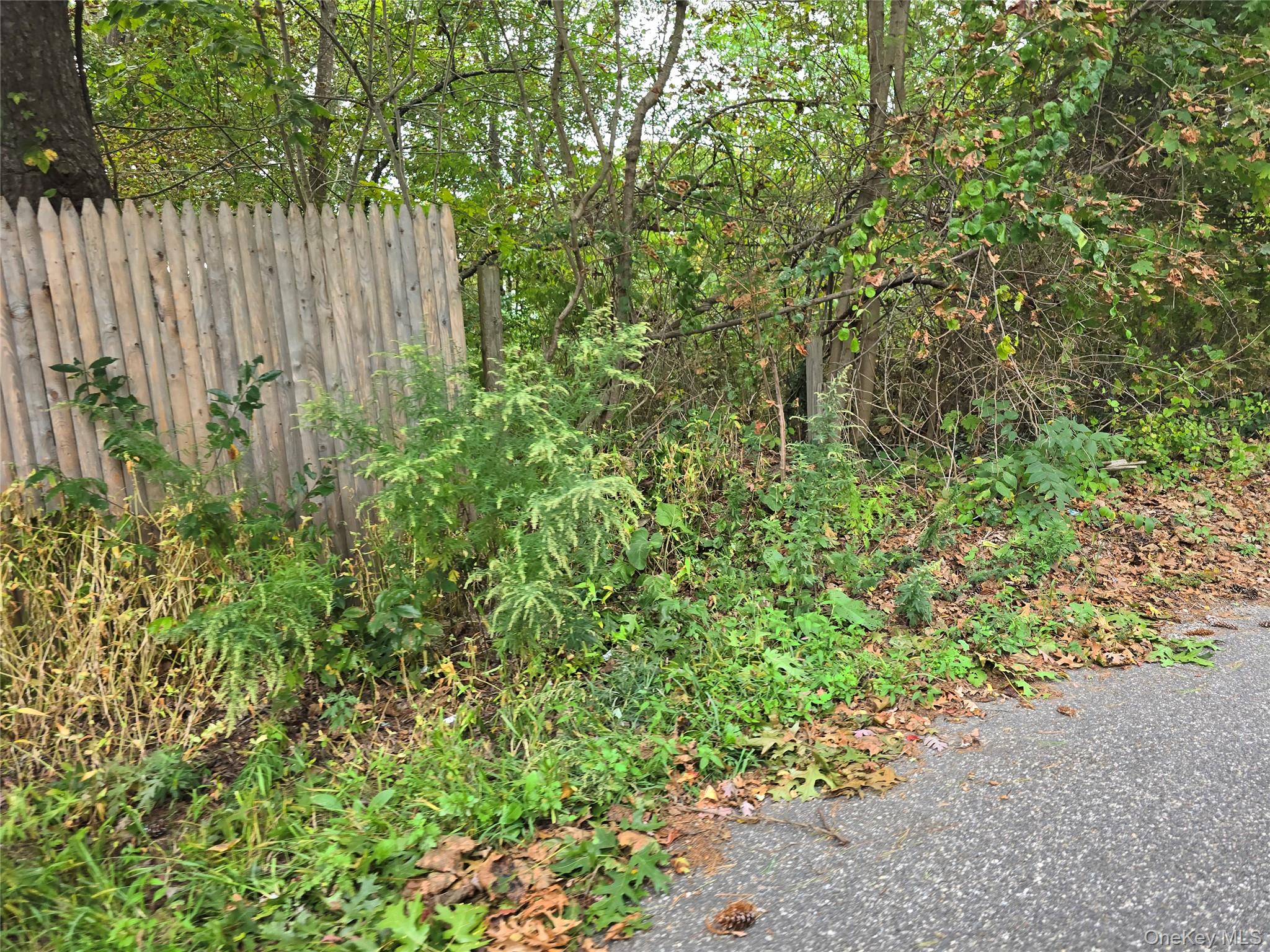 78 Lakeview Drive Mastic Beach, NY 11951 - Photo 2 of 2 a close up of a plant in a garden