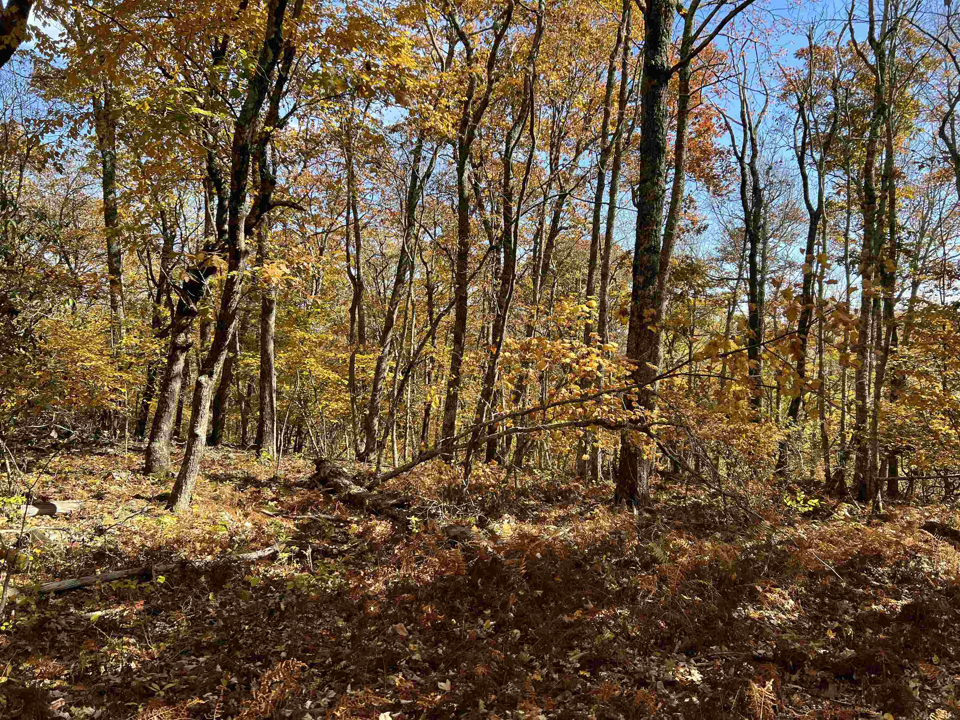 Tbd Tbd Sounding Knob Road Monterey, VA 24465 - Photo 2 of 4 Gallery Image 2