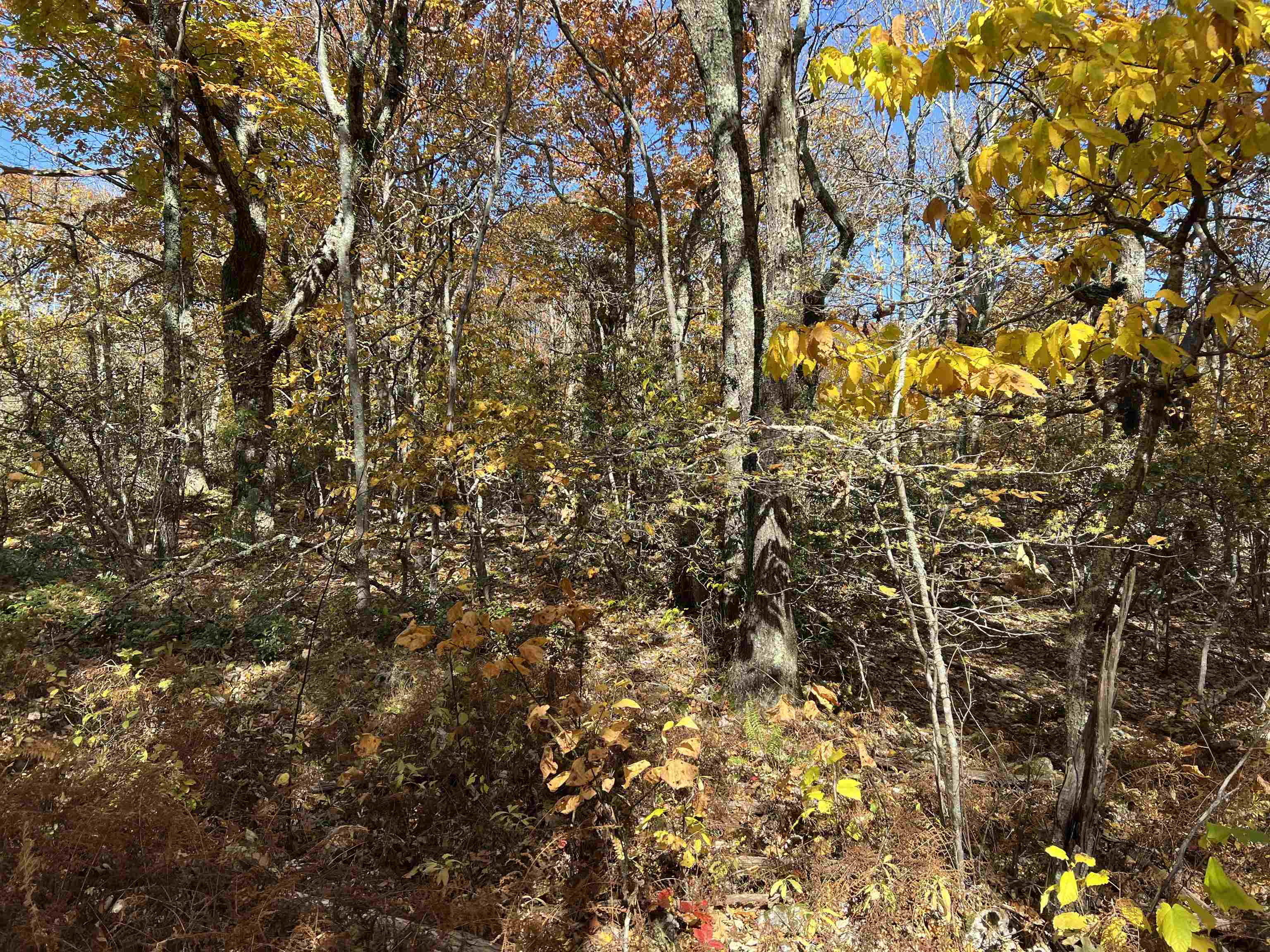 Tbd Tbd Sounding Knob Road Monterey, VA 24465 - Photo 3 of 4 Gallery Image 3