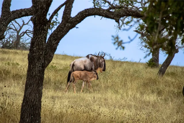 a view of swimming pool from a lake view