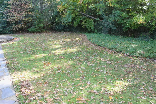 a view of a yard with a tree