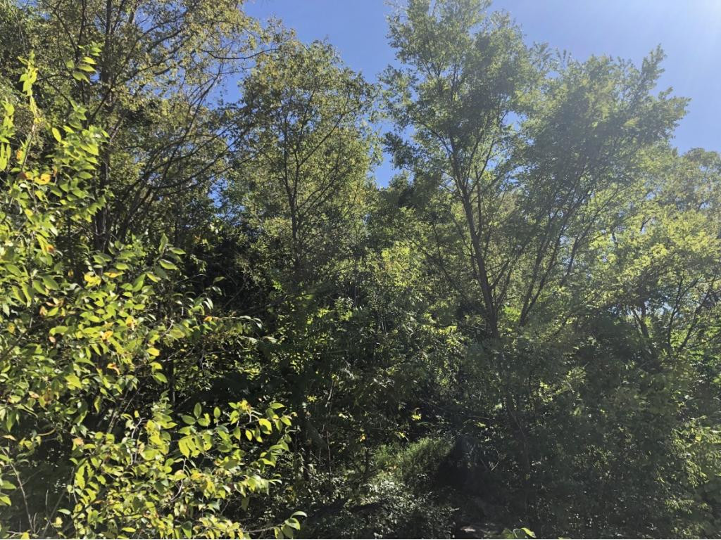 Lot 87 Buck Road Unicoi, TN 37692 - Photo 1 of 3 Photo 1