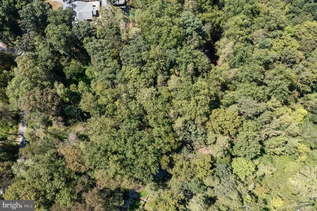 a view of a forest with a plant