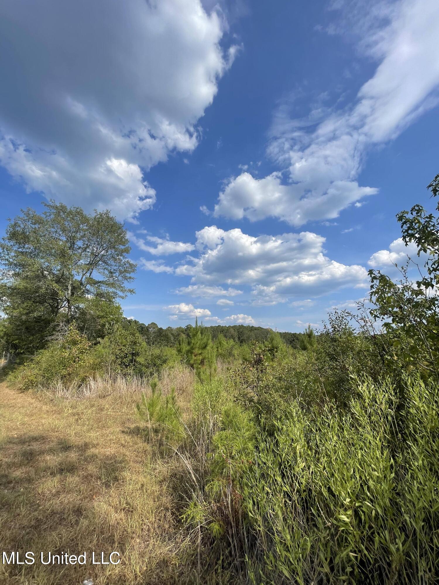 Cephus Williams Road Silver Creek, MS 39663 - Photo 6 of 52 387611871_1528245094380376_7530676214025