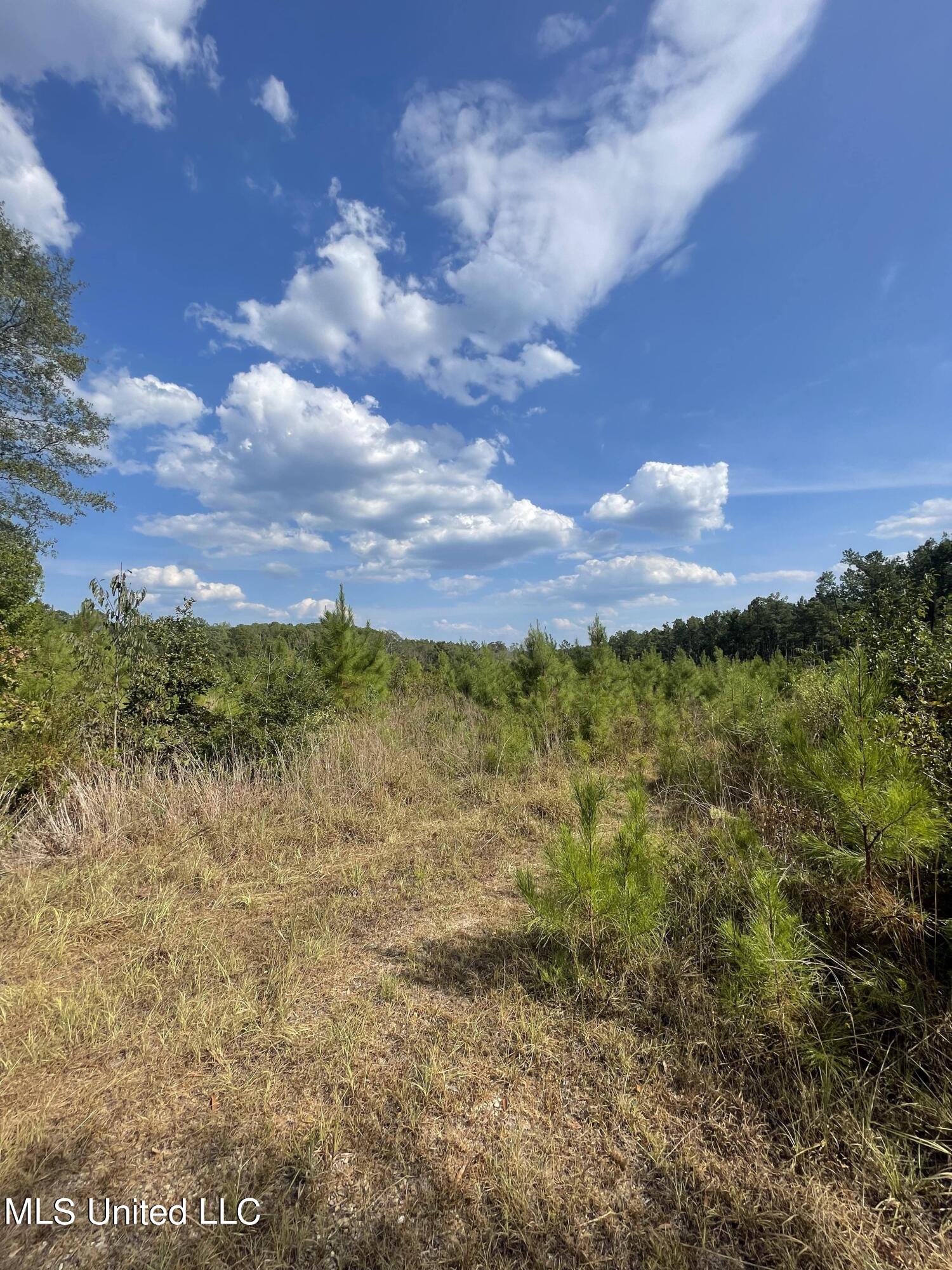 Cephus Williams Road Silver Creek, MS 39663 - Photo 10 of 52 387502310_3508531746062208_1969482649417