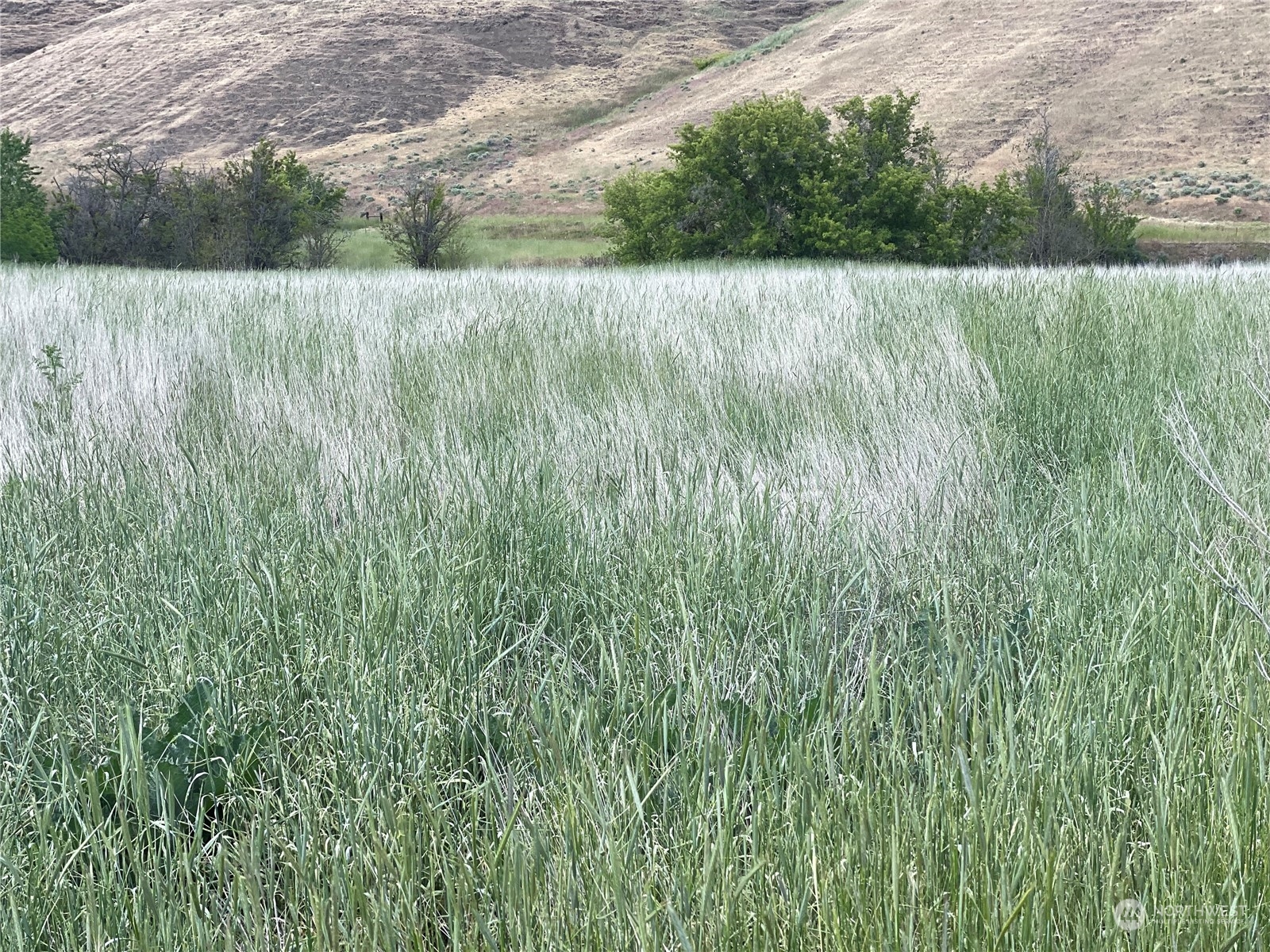 a view of a lush green field