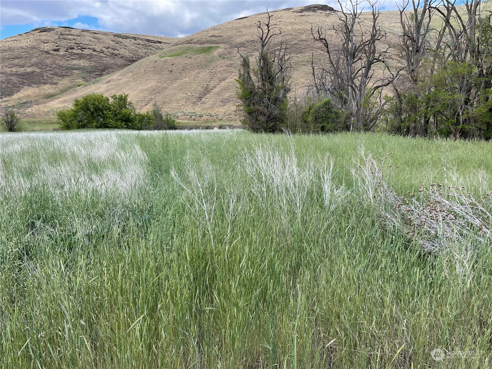 0 Kellogg Hollow Road Dayton, WA 99328 - Photo 3 of 4 a view of outdoor space and yard