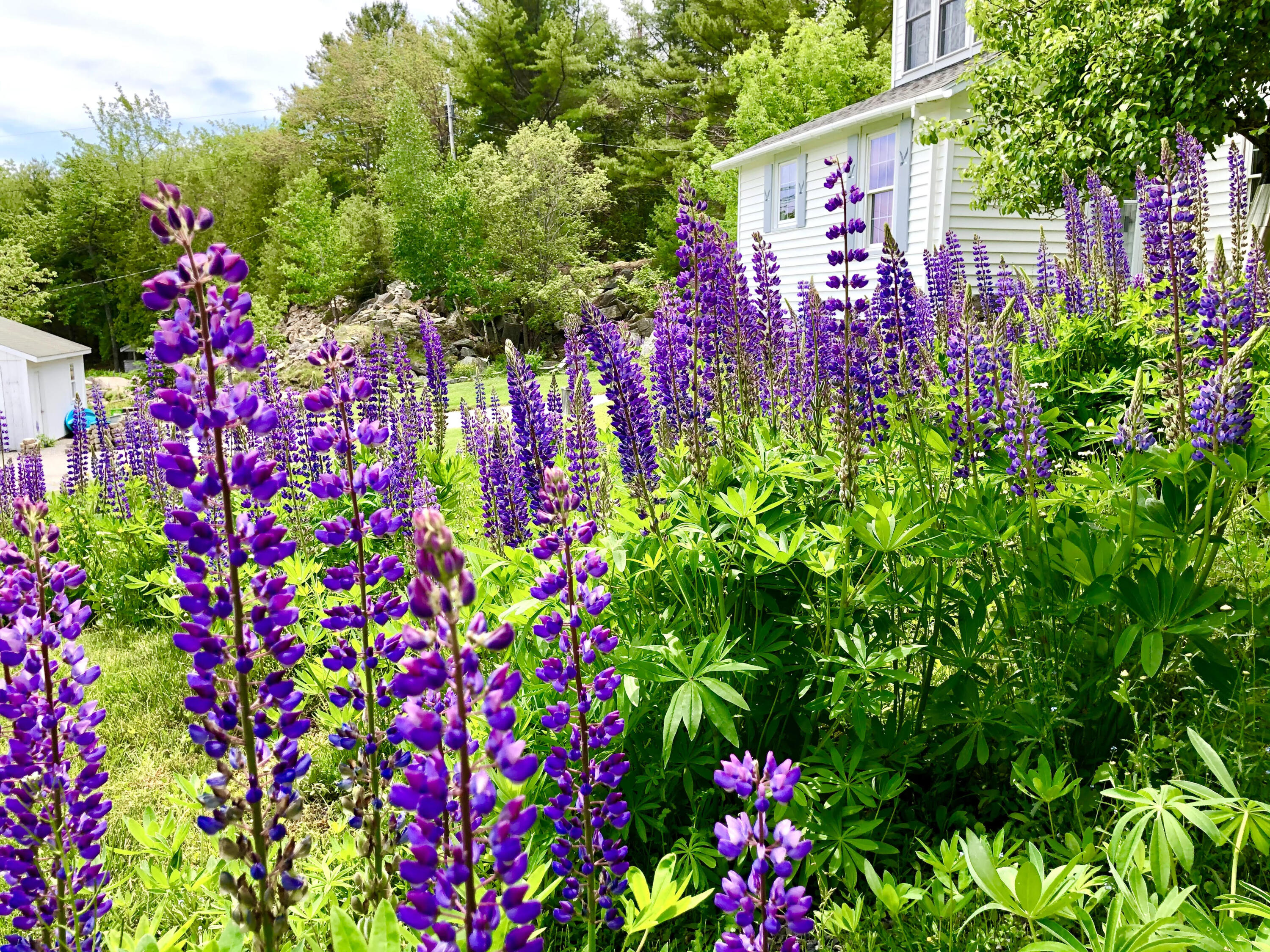 101 Hall Quarry Road Mount Desert, ME 04660 - Photo 43 of 58 Lupine field