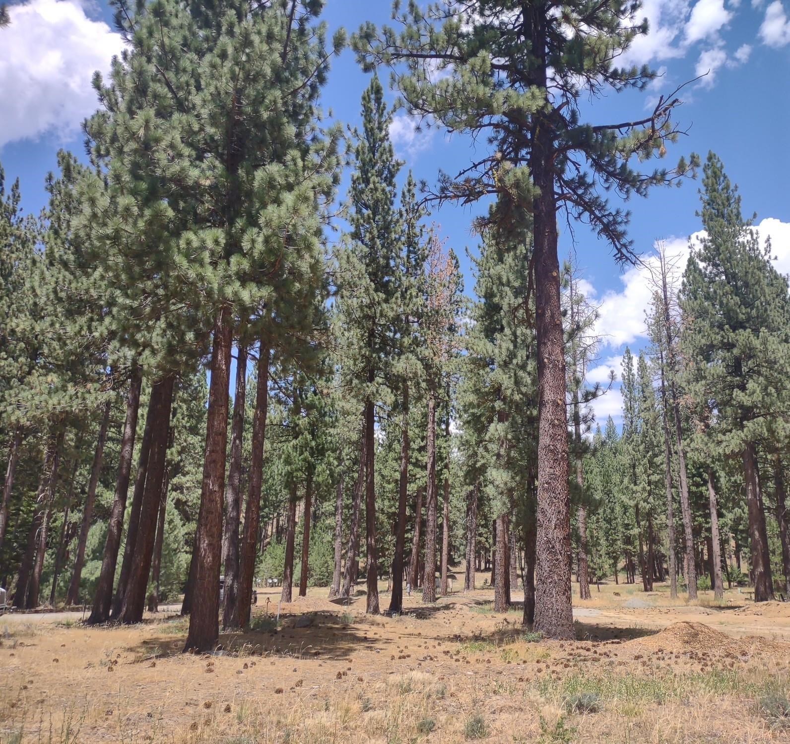 329 Clio State 40A Road Clio, CA 96106 - Photo 11 of 32