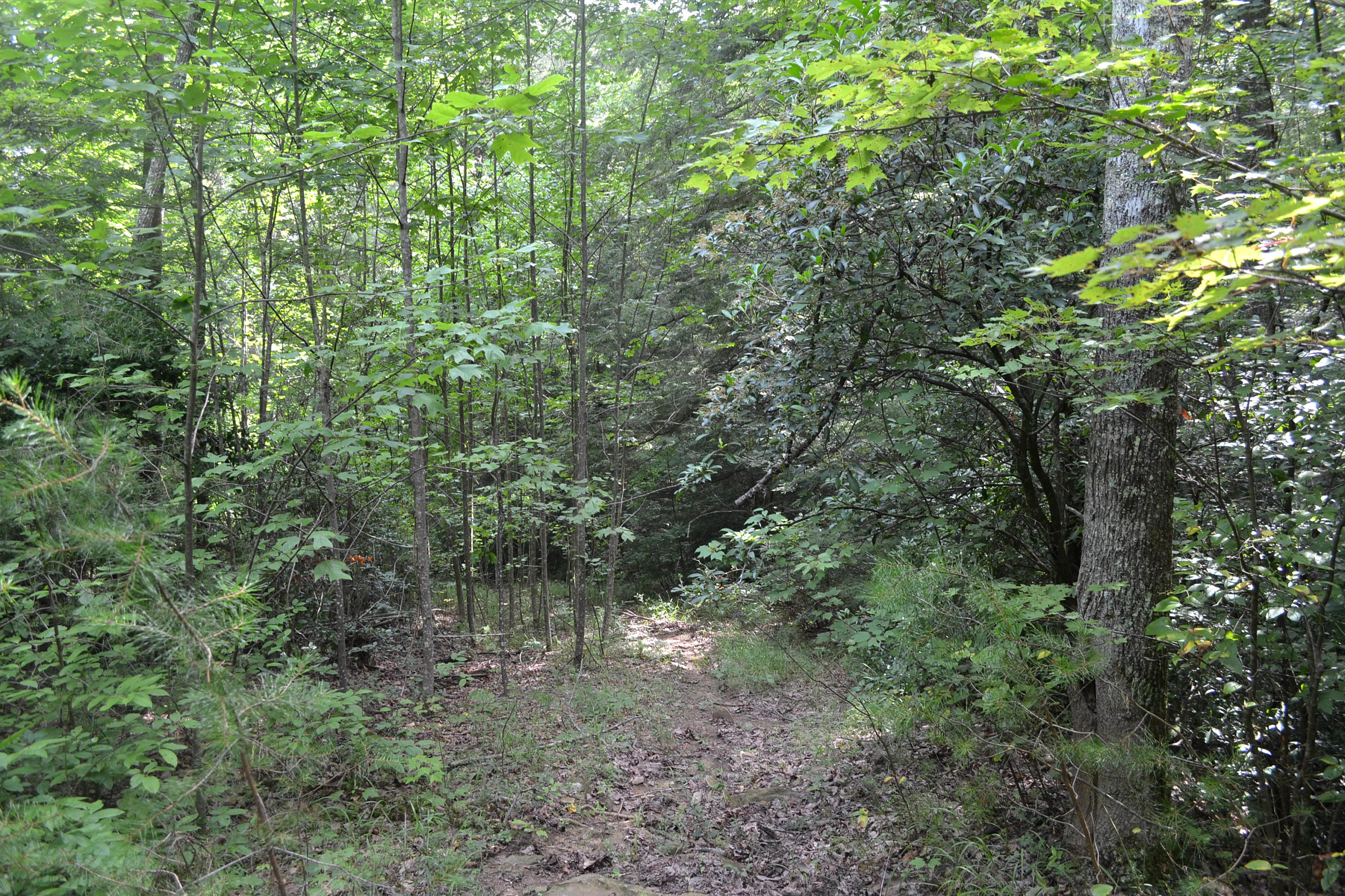 69.4-ac Hobbstown Road Dunlap, TN 37327 - Photo 7 of 8 DSC_0625