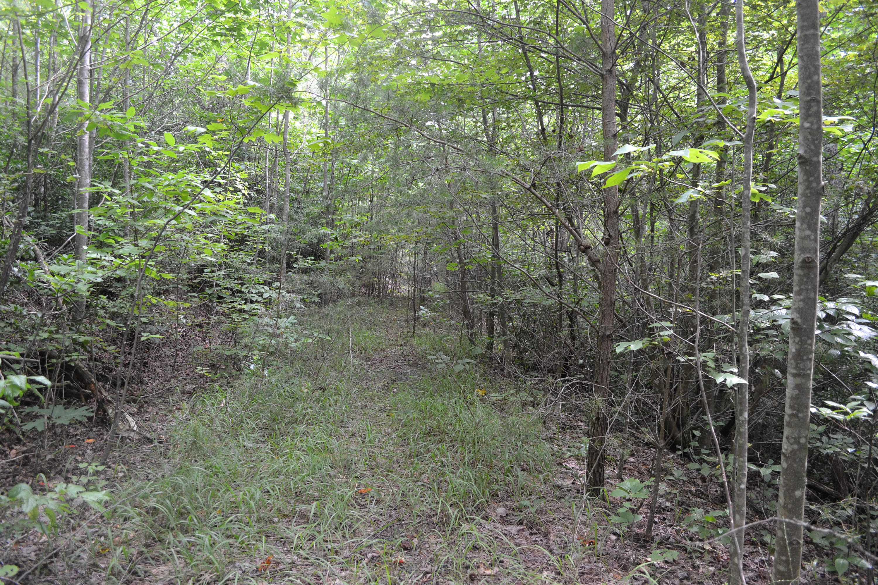 69.4-ac Hobbstown Road Dunlap, TN 37327 - Photo 8 of 8 DSC_0626