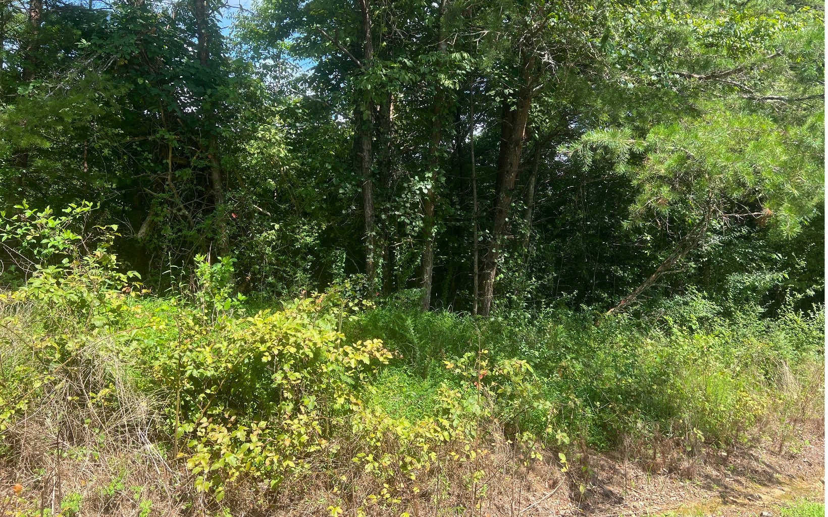 Lot 8 Old Orchard Road Ellijay, GA 30536 - Photo 4 of 8 Additional View