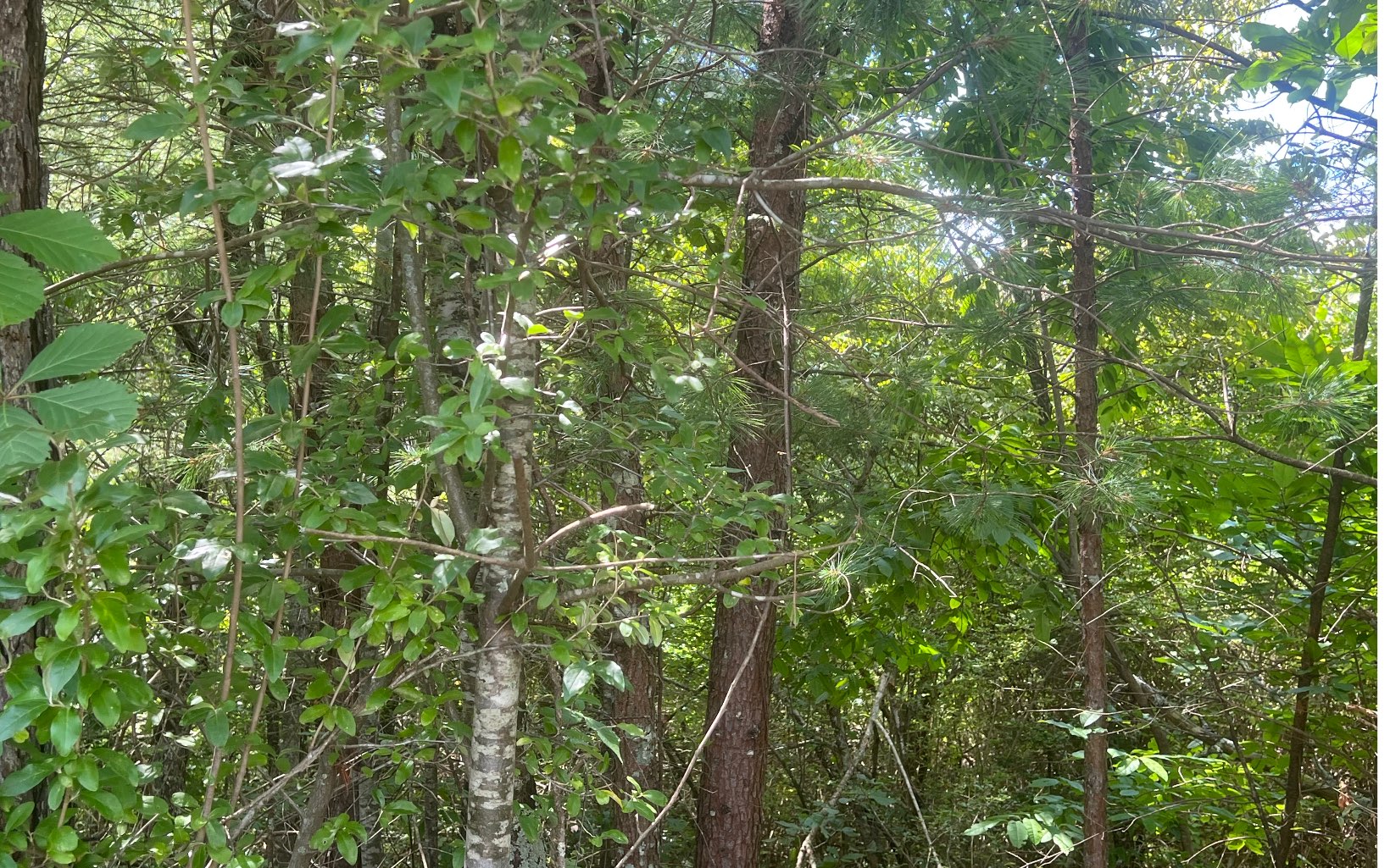 Lot 8 Old Orchard Road Ellijay, GA 30536 - Photo 7 of 8 Additional View