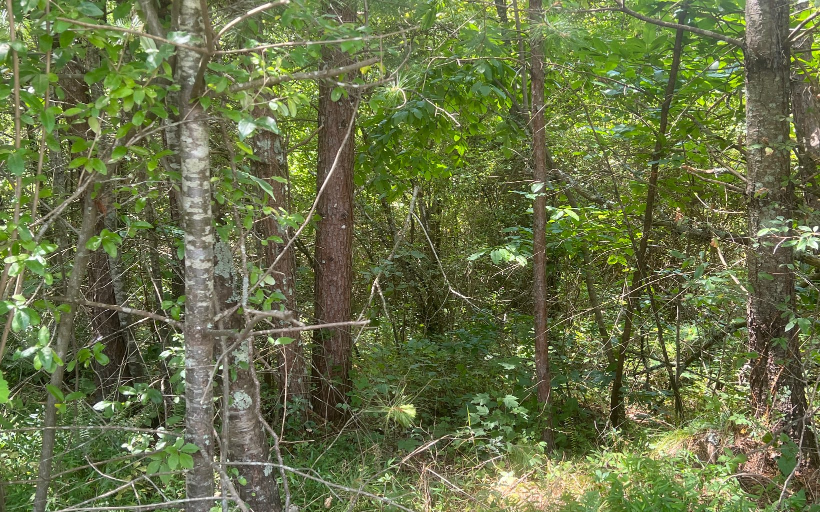 Lot 8 Old Orchard Road Ellijay, GA 30536 - Photo 8 of 8 Additional View