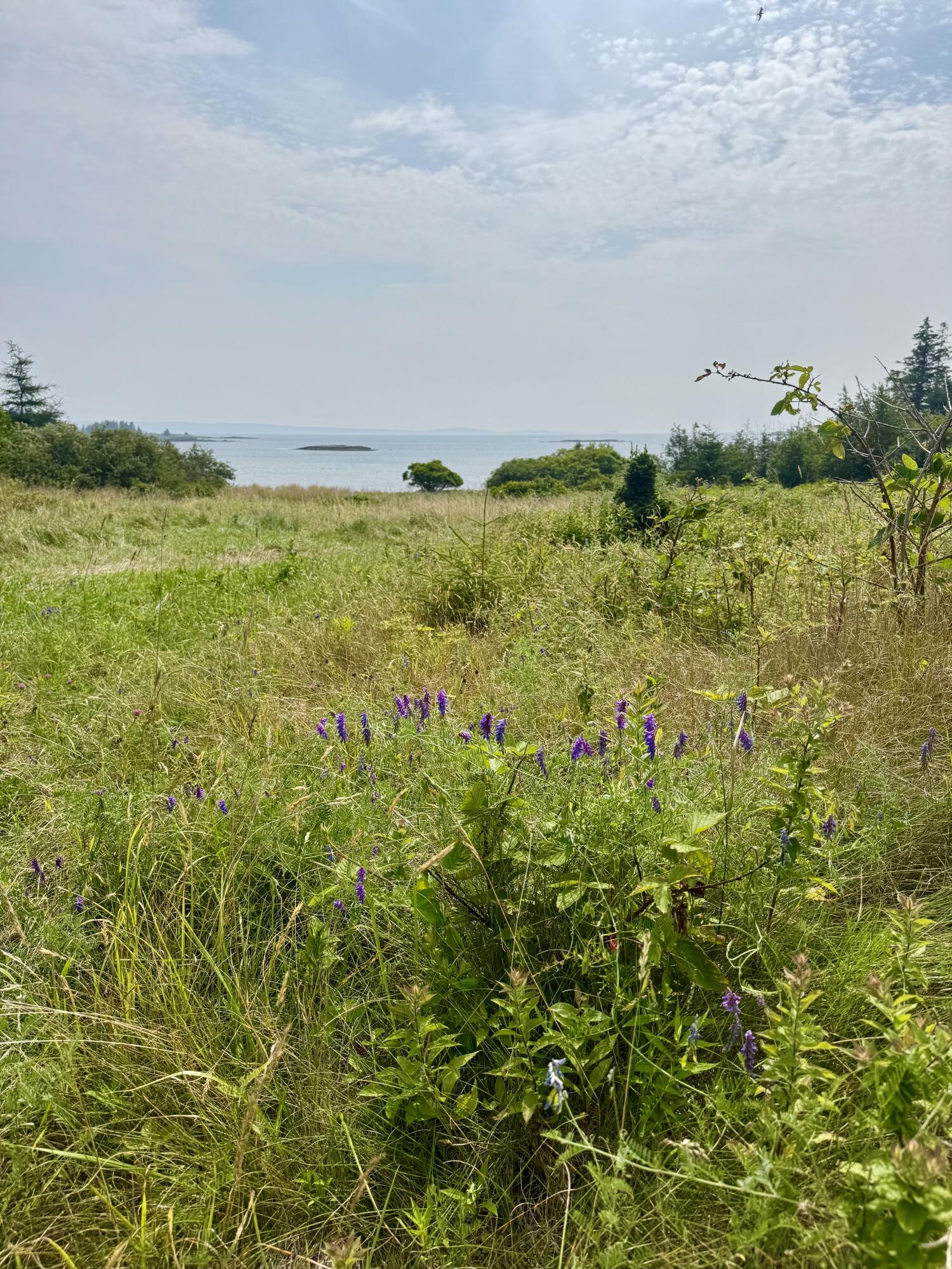 Lot #5 George Wright Road Vinalhaven, ME 04863 - Photo 4 of 29 IMG_0451