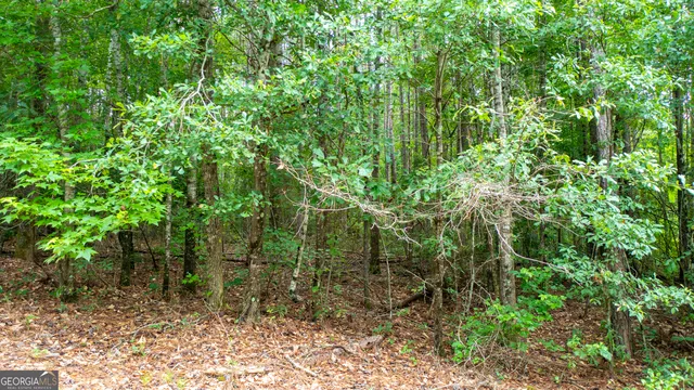 a view of a forest with a tree