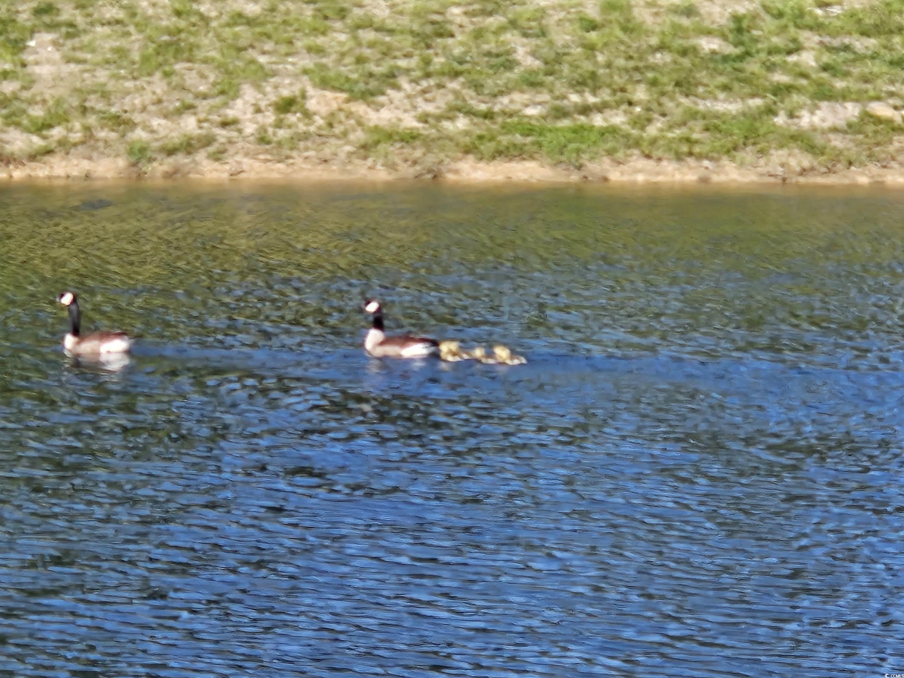 337 Palmetto Sand Loop Conway, SC 29527 - Photo 8 of 35