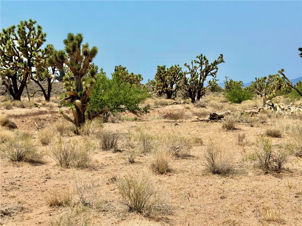 26681 Yucca Meadview, AZ 86444 - Photo 21 of 25 a view of a dry yard with a tree