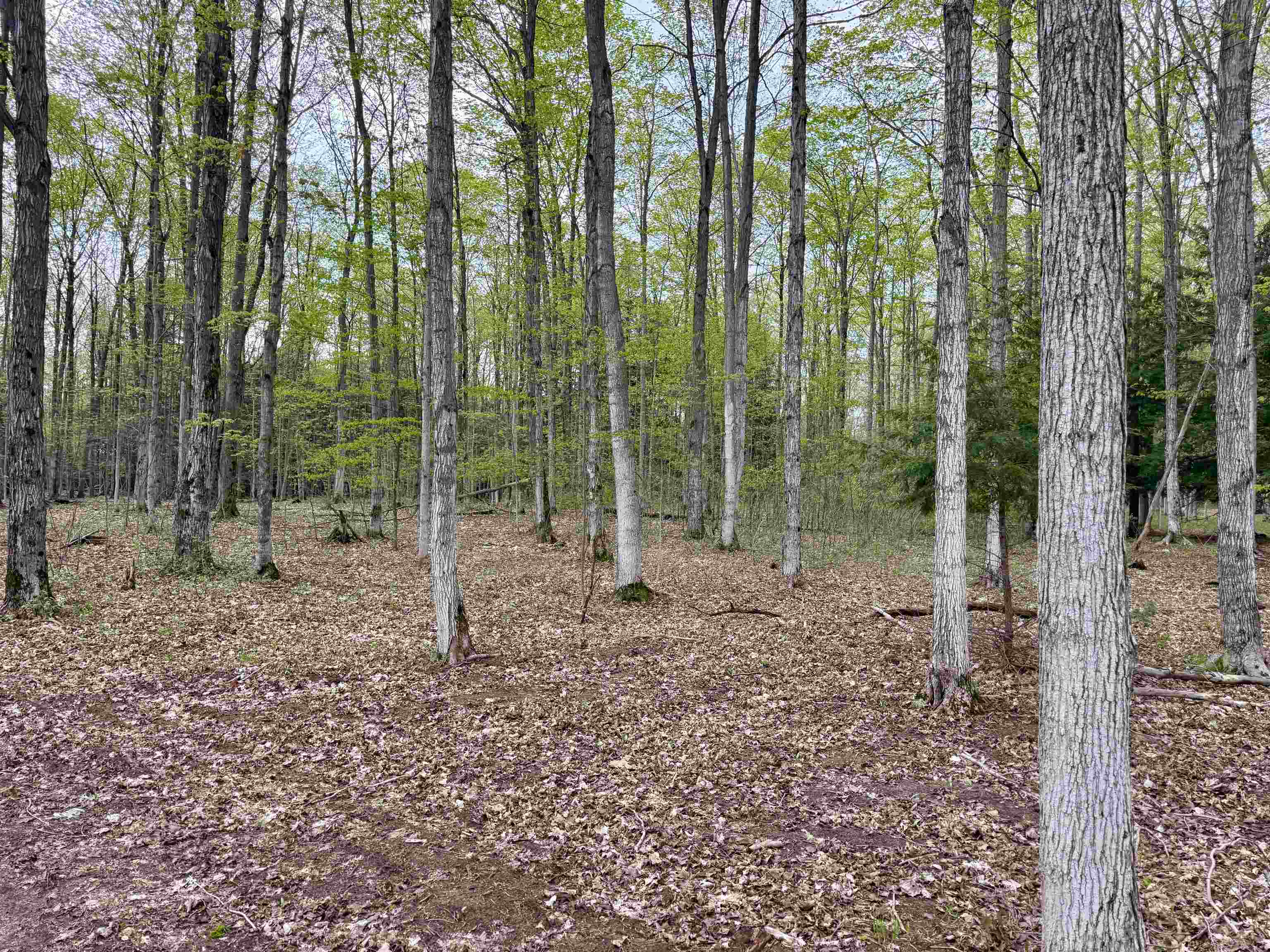6639 Fall Road Grawn, MI 49637 - Photo 9 of 24